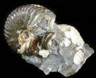 wide Hoploscaphites Ammonite Cluster- South Dakota #46881-1